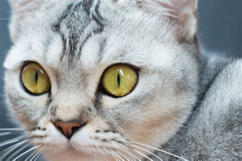 Close View Of A Cats Face · Free Stock Photo