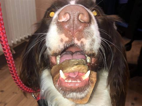 Festive Alert Warning As Dogs Jaw Becomes Trapped In Bone