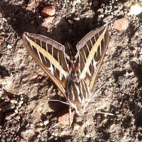 Insect Lore On Instagram A White Lined Sphinx Moth Found In Southern