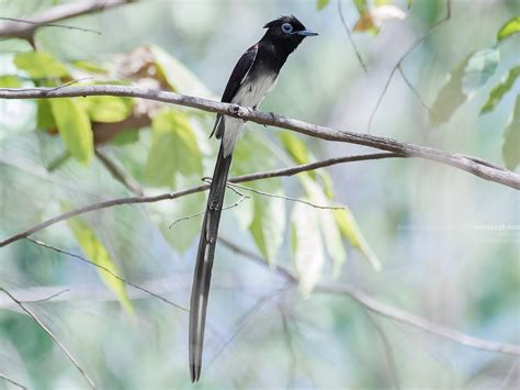 Collectibles Rare Kaiyodo Birdtales Japanese Black Paradise Flycatcher