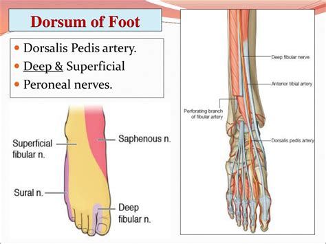 Ppt Anterior Lateral Compartments Of The Leg And Dorsum Of The Foot