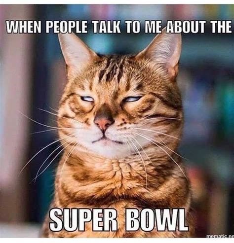 Kick Off Super Bowl Sunday With Some Memes Funny Cats Cat Memes
