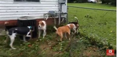Volunteer Rescues Six Dogs Abandoned By Owner In An Outdoor Cage In