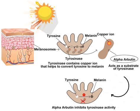 Alpha Arbutin Benefits For Skin Lightening Plamed Group