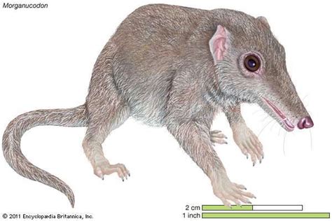 Mammal Evolution And Classification