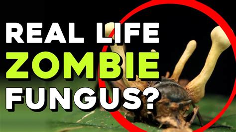 Killer Zombie Fungus What Is Cordyceps Youtube