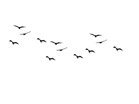 Bird Silhouette Png Transparent Background Free Download 3497