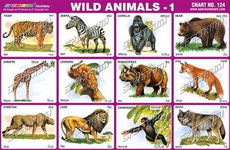 Wild Animals Chart At Best Price In Mumbai By Skylark Printers Id