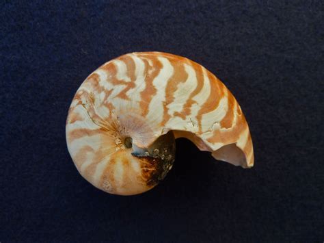 Bali Nautilus Shell Bali Nautilus Shell I Love Shelling