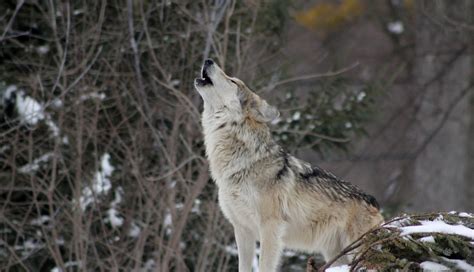 1336x768 wolf, howling, snow HD Laptop Wallpaper, HD Animals 4K ...