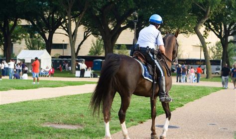 Florida Man Charged With Battery After Slapping Police Horse’s Butt