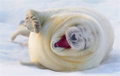 20 Cutest Yawning Animals
