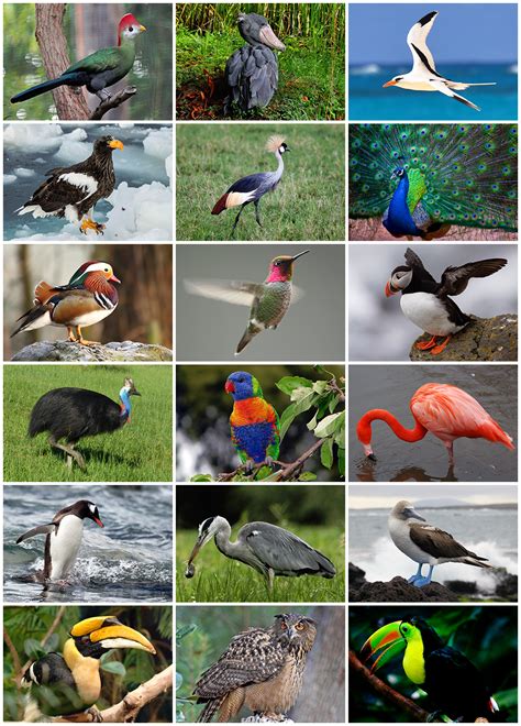 Collection Of Different Birds Colors Beauty Cuteness Animal Info