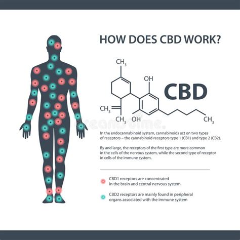 How Does Cbd Works White Information Banner With Cannabidiol Chemical