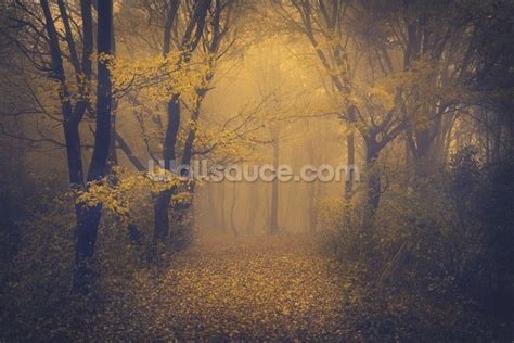 Mysterious Foggy Forest Photo Wallpaper Wallsauce Au Forest Photos