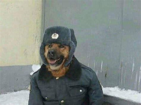 Comrade Doggo Ranormaldayinrussia