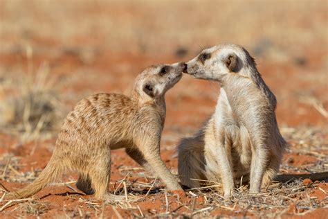 Animal Sex How Meerkats Do It Live Science