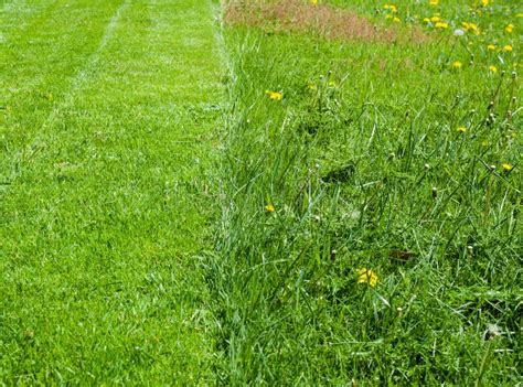 Lawn In One Half Uncut With Clover And In The Other Half Regularly Mown