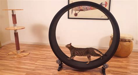 A perfect balance of quality, durability and price.. Circular Treadmill for Cats Gives Them Hamster Wheel-Like Exercise
