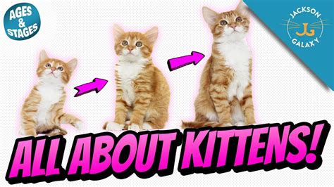 All About Kittens Kitten Growth Stages And Milestones Competsport