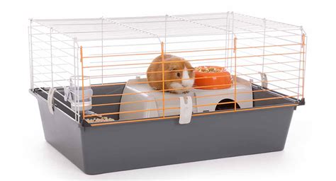 Guinea Pig Cages For Two Cheap Bruin Blog