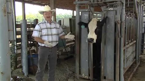 controlling flies on cattle youtube