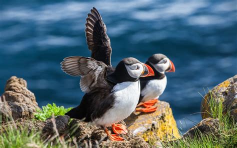 864632 4k Skomer Island England Puffin Birds Sea Crag Wales