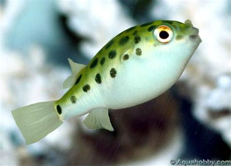 Tetraodon Nigroviridis Spotted Green Pufferfish Green Spotted Puffer
