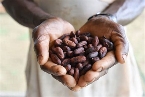 Child Labour On Cocoa Farms Who Should Be Held Responsible