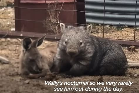 Heartwarming Tale Rescue Kangaroo And Wombat Form Unlikely Bond And