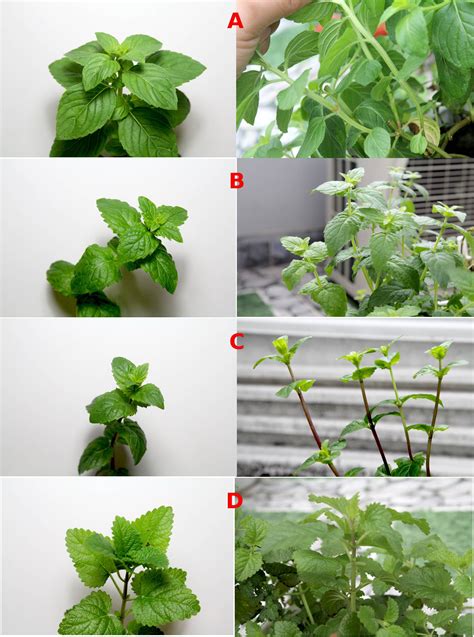 Identification Identifying Types Of Mints In My Garden Gardening