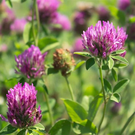 Outsidepride 2 Lb Perennial Red Clover Seed For Pastures