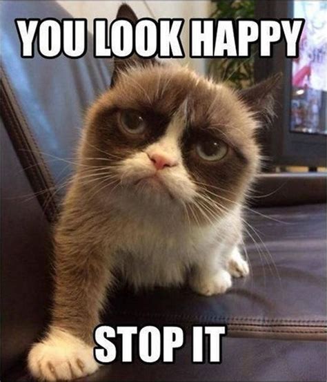 Grumpy Cat Memes Funny Clean Gifs Meme Center Largest Creative My Xxx
