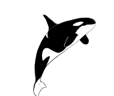How To Draw A Killer Whale Draw Central