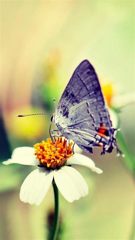 Android Galaxy Wallpaper Butterfly Wallpaper For Android Wallpaperlist