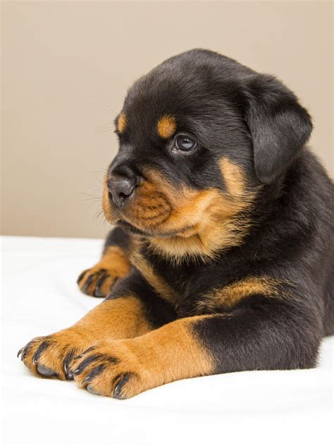 Rottweiler Puppy Wallpaper Iphone Android And Desktop Backgrounds