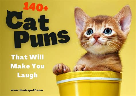 140 Cat Puns That Will Make You Laugh