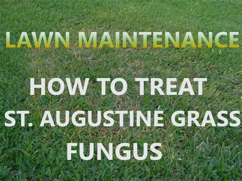How To Treat St Augustine Grass Fungus Agreenhand