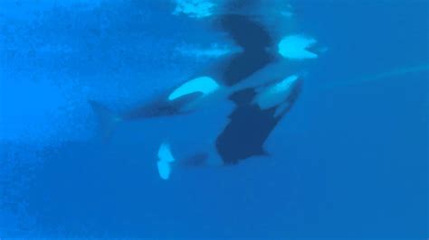 Love Whales Mating At Marineland Summer 2011 Youtube
