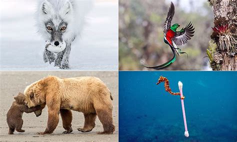 Photos From Wildlife Photographer Of The Year Exhibition