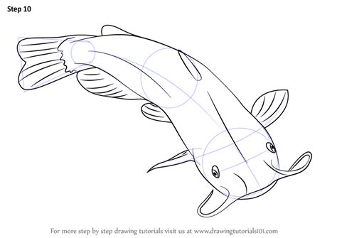Step by step drawing tutorial on how to draw a catfish. Learn How to Draw a Catfish (Fishes) Step by Step ...