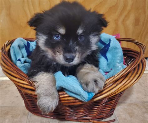 Why buy a puppy for sale if you can adopt and save a life? Pomsky Puppies in Port Huron, Michigan - Hoobly Classifieds