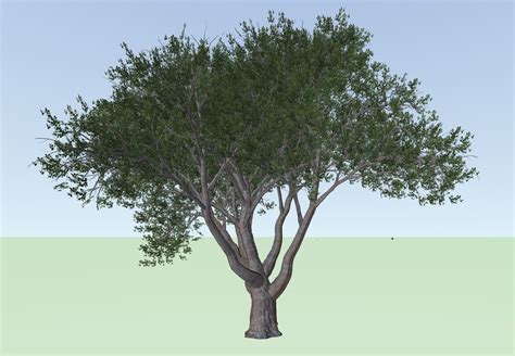 Xfrog Tree Import Size Rendering Vectorworks Community Board