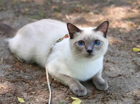 Siamese Information And Cat Breed Facts Pets Feed