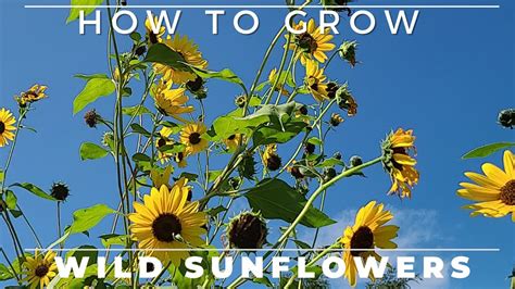 Wild Sunflower Complete Grow And Care Guide Youtube