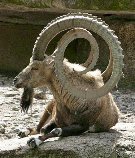 The Most Unusual Shapes Of Goat Hornes African Animals With Horns