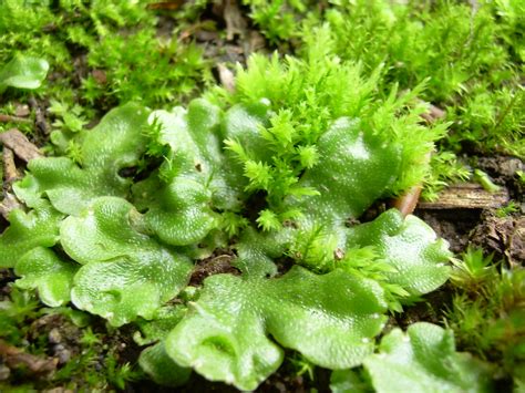 Liverwort And Moss Liverwort Is Probably Marchantia Polymo Flickr