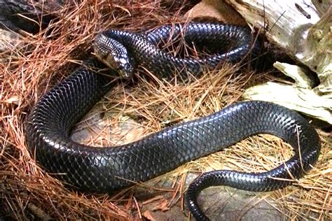 Texas Indigo Snake Facts And Pictures