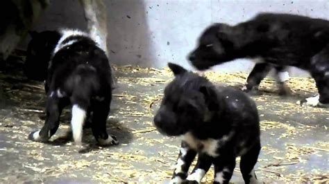Painted Dog Pups Already Eating Meat Cincinnati Zoo Youtube