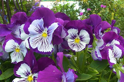 Purple Flowers To Love This Winter Dallas Arboretum And Botanical